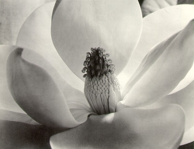 Magnolia Blossom