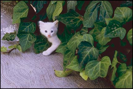 Kitten hiding in plant leaves