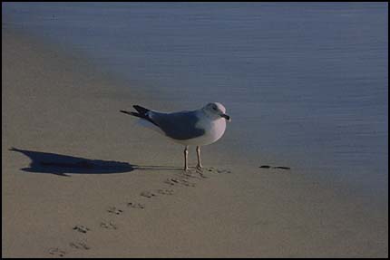 Gull on beach