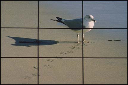 Grid superimposed over gull