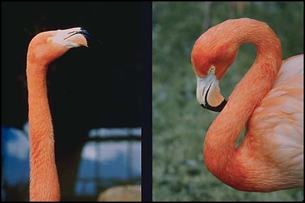 Comparison-2 views of flamingo