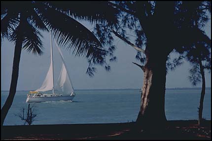 Sailboat framed by trees